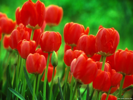 419627 (a): :1600x1200